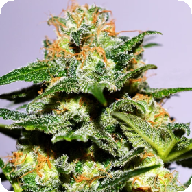 Cash  Crop  X L  Auto  Flowering  Cannabis  Seeds 0