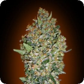 Cheese Berry  Feminised  Cannabis  Seeds