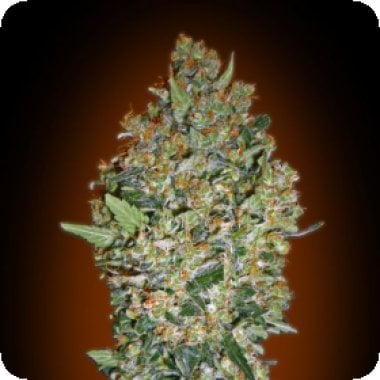 Cheese Berry Feminised Cannabis Seeds