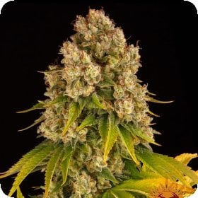 Cheese  Auto  Flowering  Cannabis  Seeds