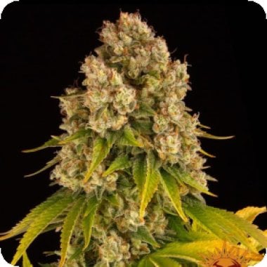Cheese Auto Flowering Cannabis Seeds