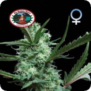 Cheese  Feminised  Cannabis  Seeds