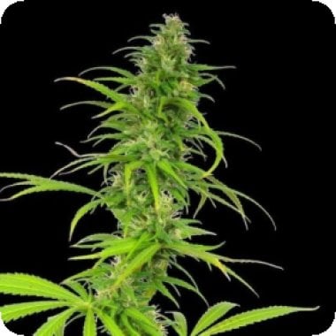 Cheese Feminised Cannabis Seeds 0