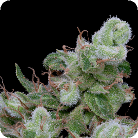 Chemdawg 4  Feminised  Cannabis  Seeds
