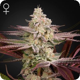 Chemical  Bride  Feminised  Cannabis  Seeds 0