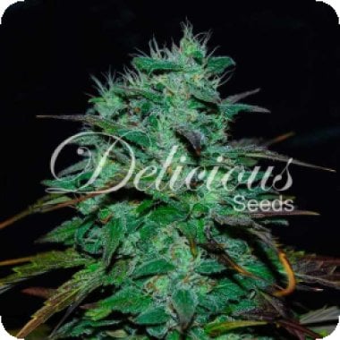 Chocobang  Feminised  Cannabis  Seeds