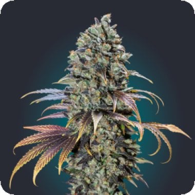 Chocolate  Cream  Feminised  Cannabis  Seeds