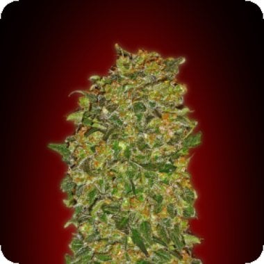 Chocolate  Kush  Feminised  Cannabis  Seeds