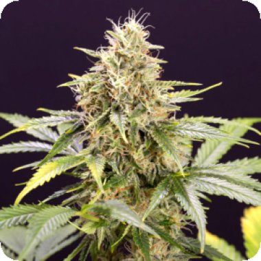 Chocolate Mint O G Auto Flowering Cannabis Seeds