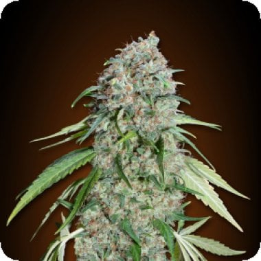 Chocolate Skunk C B D Feminised Cannabis Seeds