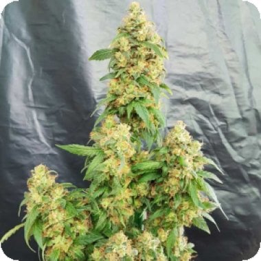 Chunky 20 Skunk 20 Feminised 20 Cannabis Seeds