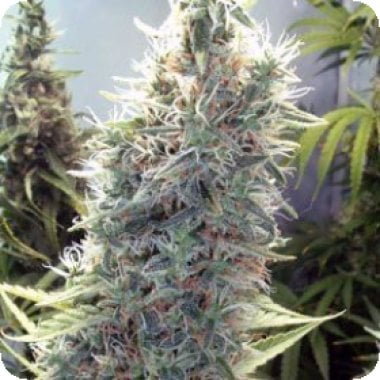 Cinderella 99 Feminised Cannabis Seeds