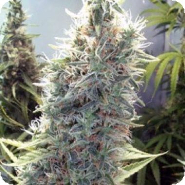 Cinderella 99  Feminised  Cannabis  Seeds