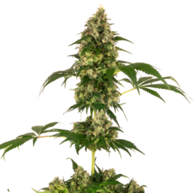 Cobalt  Haze  Feminised  Cannabis  Seeds