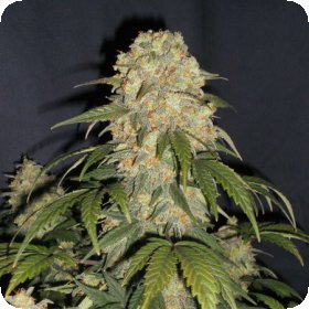 Cobra  Regular  Cannabis  Seeds