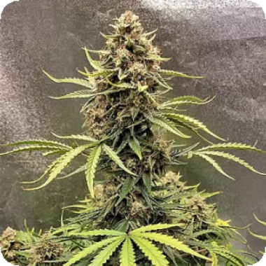 Cookie  Breath  Auto  Flowering  Cannabis  Seeds 0