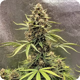 Cookie  Breath  Feminised  Cannabis  Seeds 0