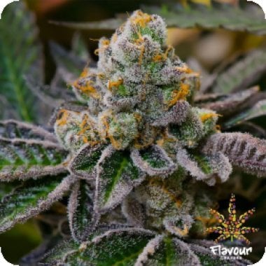 Cookie  Dough  Feminised  Cannabis  Seeds 0