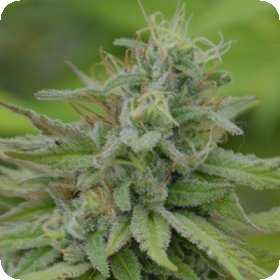 Cookie  Dream  Feminised  Cannabis  Seeds