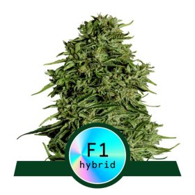 Cosmos  F1  C B D  Auto  Flowering  Cannabis  Seeds 0