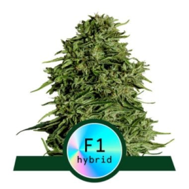 Cosmos  F1  C B D  Auto  Flowering  Cannabis  Seeds 0