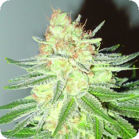 Cotton  Candy  Cane  Feminised  Cannabis  Seeds 0