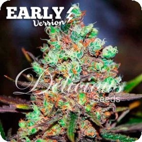 Cotton  Candy  Kush  Early  Version  Feminised  Cannabis  Seeds 0