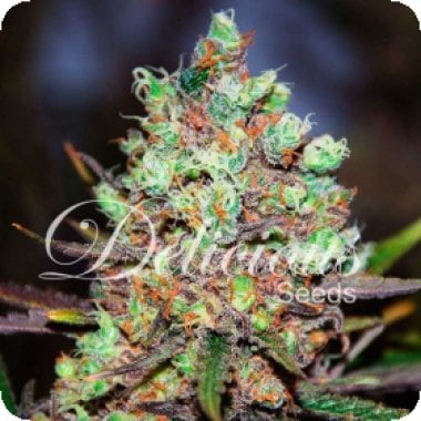 Cotton Candy Kush Feminised Cannabis Seeds 0