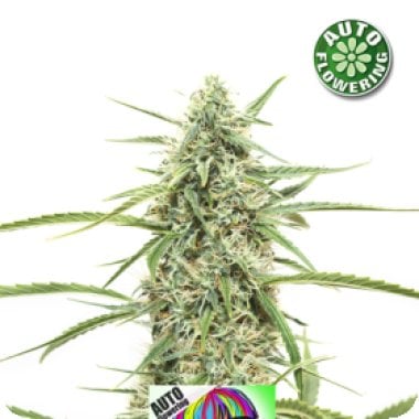 Crazy  Bud  Auto  Flowering  Cannabis  Seeds 0