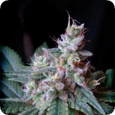 Cream Caramel Feminised Cannabis  Seeds