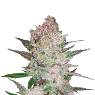 Cream  Cookies  Auto  Feminised  Cannabis  Seeds