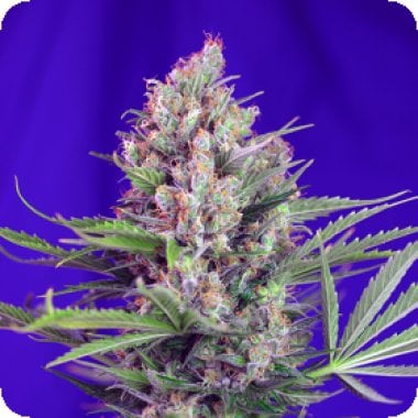 Cream  Mandarine  F A S T  Version  Feminised  Cannabis  Seeds