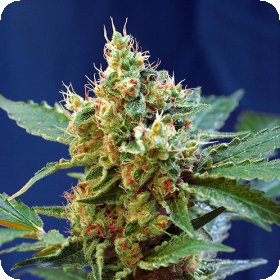 Cream  Mandarine  X L  Auto  Feminised  Cannabis  Seeds 0