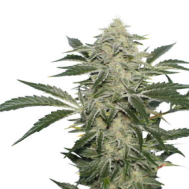 Creamy Kees Regular Cannabis Seeds 0