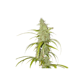 Creeper  Auto  Flowering  Cannabis  Seeds