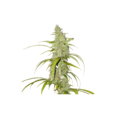Creeper Auto Flowering Cannabis Seeds