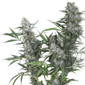Creeper  Regular  Cannabis  Seeds