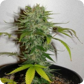 Cristal  Limit  Regular  Cannabis  Seeds 0
