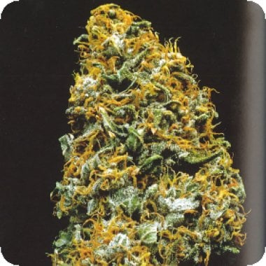 Cristal  Paradise  Regular  Cannabis  Seeds 0