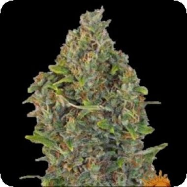 Critical  Kush  Auto 0