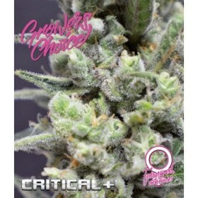 Critical  2 B  Auto  Flowering  Cannabis  Seeds