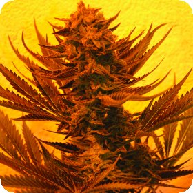 Critical 707  C B D  Feminised  Cannabis  Seeds