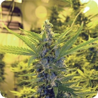 Critical  Dawg  Feminised  Cannabis  Seeds