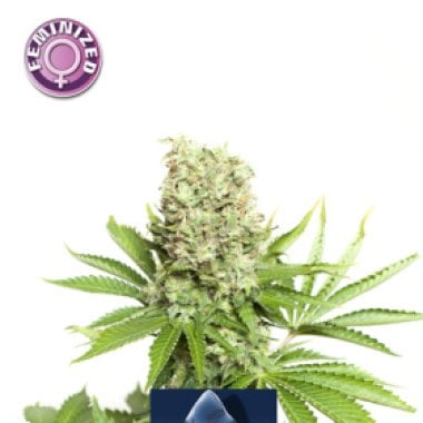 Critical Feminised Cannabis Seeds 0
