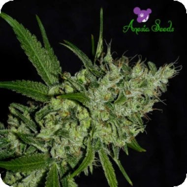 Critical  Feminised  Cannabis  Seeds 1