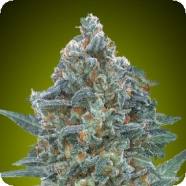 Critical  Lemon  C B D  Auto  Flowering  Cannabis  Seeds