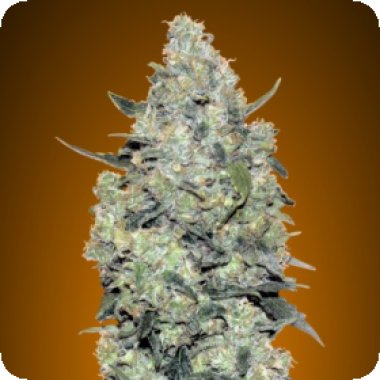 Critical Mass Auto Flowering Cannabis Seeds 0