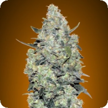 Critical  Mass  Auto  Flowering  Cannabis  Seeds 0