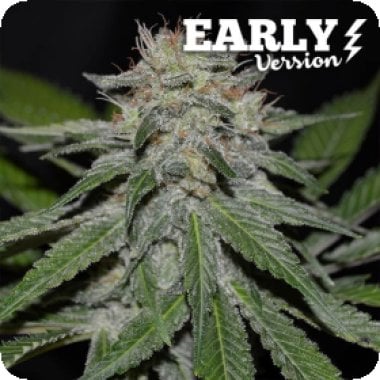 Critical  Neville  Haze  Early  Version  Feminised  Cannabis  Seeds 0