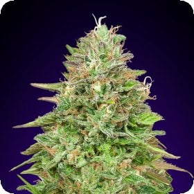 Critical  Poison  F A S T  Feminised  Cannabis  Seeds